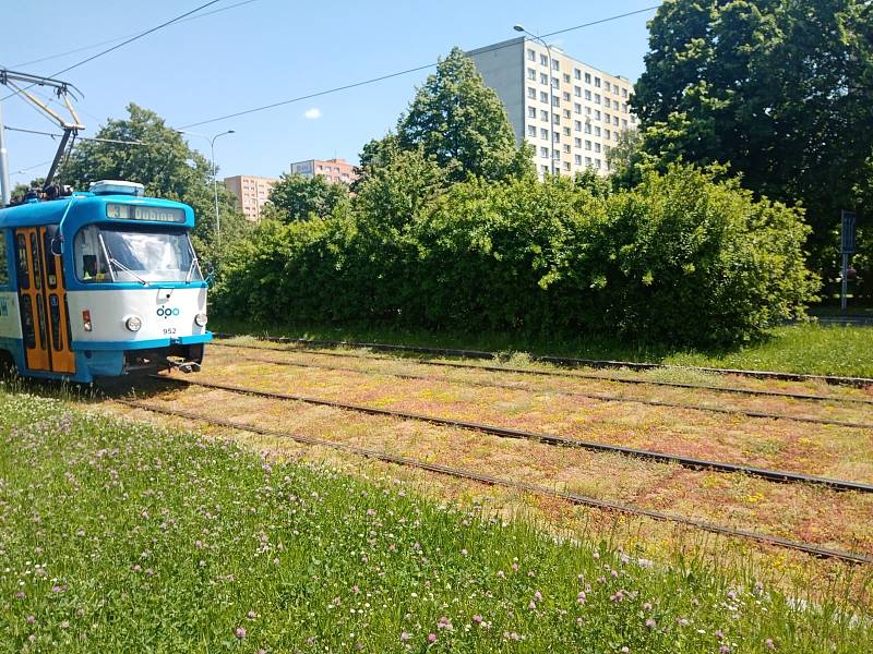 Další tramvajový úsek v Ostravě zezelená.