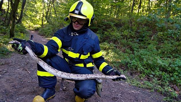 Jedna ze tří krajt, které minulý měsíc odchytili ostravští hasiči a policisté.