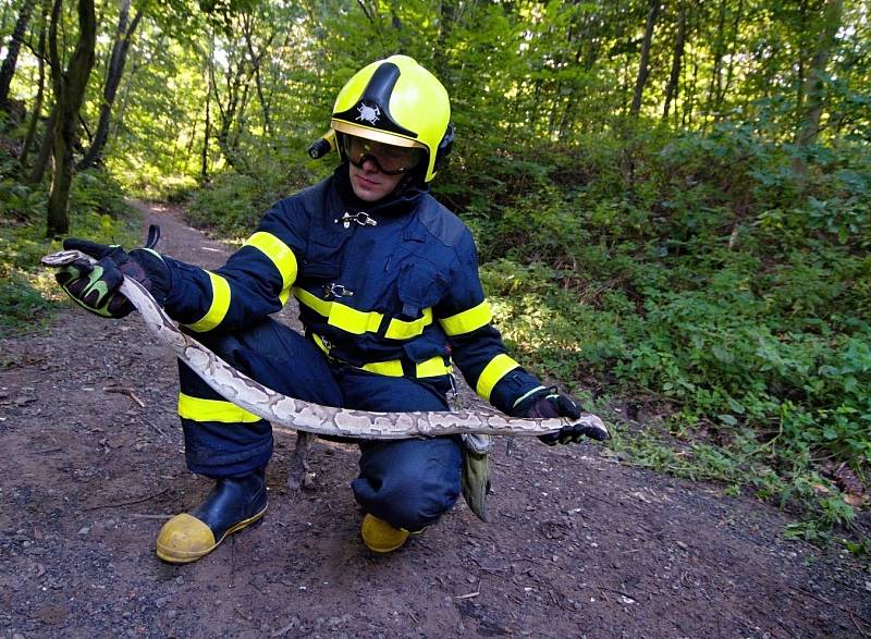 Jedna ze tří krajt, které minulý měsíc odchytili ostravští hasiči a policisté.