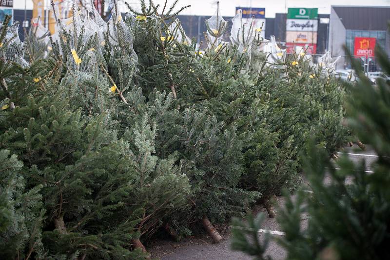 Prodej vánočních stromků.