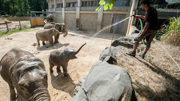 Sprcha pro slony v ostravské zoo je jedním z možných druhů ochlazení, které si mohou zvířata dopřát.