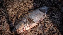 Uhynulé ryby ve Výškovických tůních v Ostravě, 3. březen 2021.