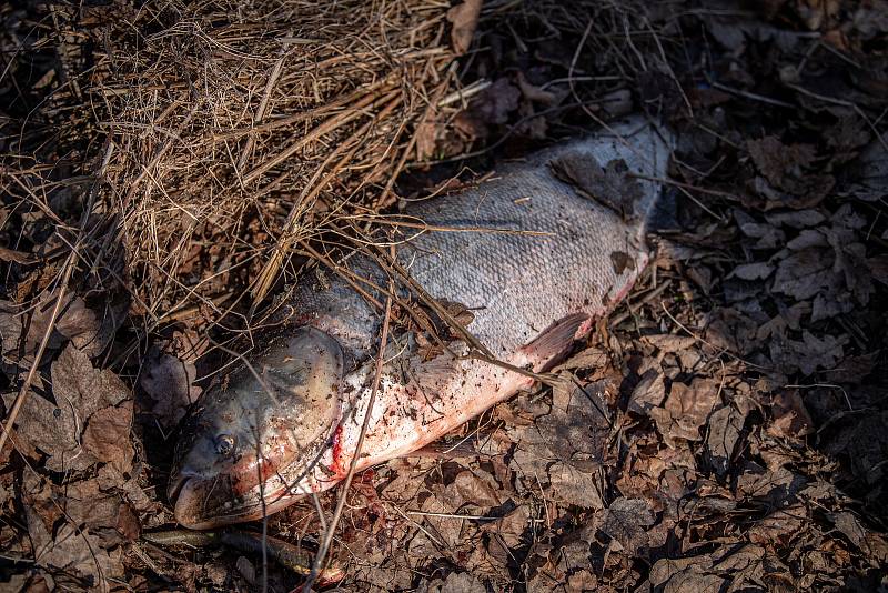 Uhynulé ryby ve Výškovických tůních v Ostravě, 3. březen 2021.