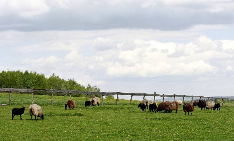 Společnost Vítkovská zemědělská s.r.o. se zabývá ekologickým zemědělstvím.