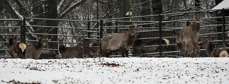 Zvířata v ostravské zoo v zimě regenerují. Chladnější počasí láká ven i exotická zvířata. 