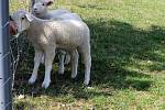 Malé ovečky jako symbol jara.