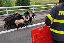 Na dálnici D1 vběhlo osm kozlů, akce hasičů, Ostrava, sobota 2. července 2022.