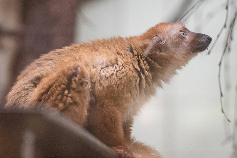 Mláďata v Zoo Ostrava narozená v posledních letech.