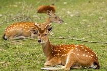 Ostravská ZOO usiluje o rozmnožení siky vietnamského (na snímku). V současnosti jich ve svém areálu chová sedm. 