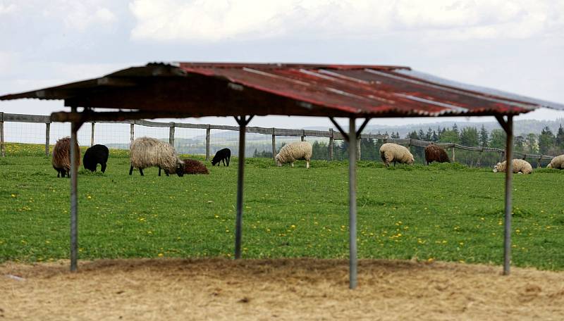 Společnost Vítkovská zemědělská s.r.o. se zabývá ekologickým zemědělstvím.