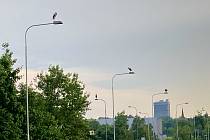 Lampy u dálnice v Ostravě-Hrušově obsadilo hejno desítek čápů. 