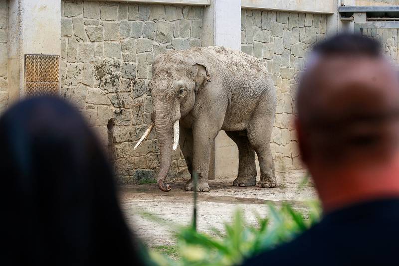 Nový sloní samec slona indického v ostravské ZOO.