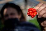 V Zahradnictví Poruba pěstují chilli pro výrobce omáček Gaston Chilli, 6. října 2020 v Ostravě. Majitelka zahradnictví Františka Bestová sbírá papričky.