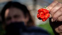V Zahradnictví Poruba pěstují chilli pro výrobce omáček Gaston Chilli, 6. října 2020 v Ostravě. Majitelka zahradnictví Františka Bestová sbírá papričky.