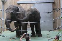 Slonice z Belfastu, které teď žijí v ostravské zoo. Vlevo slonice Johti