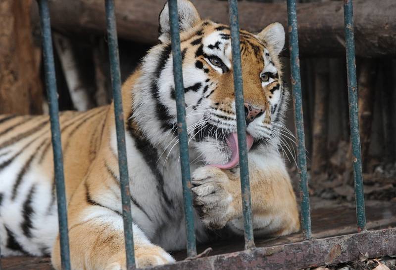 Tygří bratři Eda a Elton opustí v lednu ostravskou zoologickou zahradu. Jejich novými domovy se stanou  litevská Zoo Kaunas a Woburn Safari Park v Anglii.