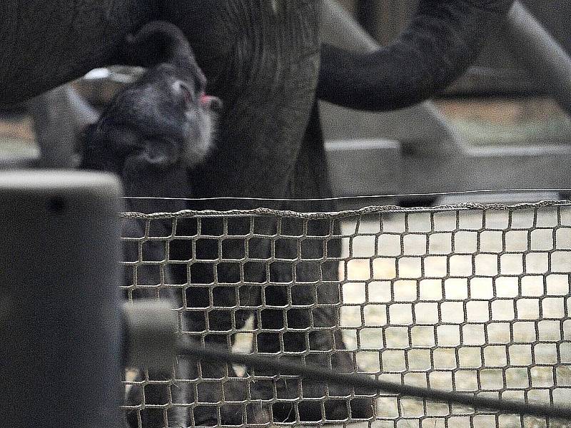 Ostravská zoo se dočkala. První sloní mládě je na světě.