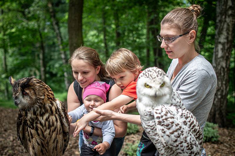 Nový komplex šesti voliér v ZOO Ostrava (sovy pálené, sýčci obecní, sýci rousní, kulíšci nejmenší, puštíci bělaví a orli královští), 23. června 2020 v Ostravě.