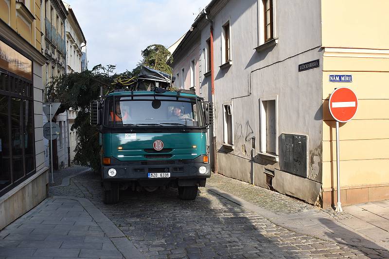 Kácení, převoz a usazování vánočního stromu v Šumperku.