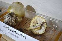 Výstava hub v šumperském muzeu. 15. září 2023