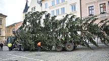 Kácení, převoz a usazování vánočního stromu v Šumperku.