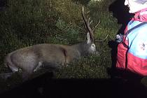Tělo mrtvého myslivce leželo nedaleko od zastřeleného jelena.