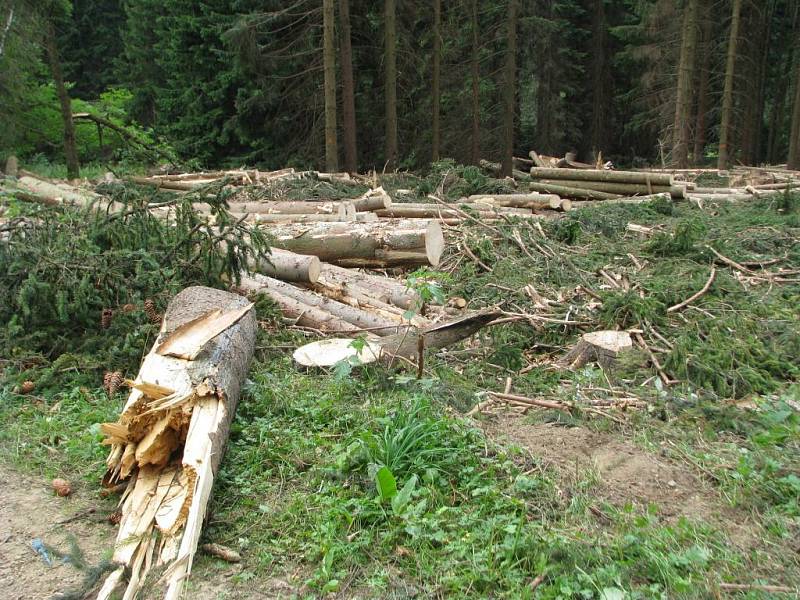 Tisíce polámaných a vyvrácených stromů musejí po vichřici vytěžit lesníci v okolí Dolní Moravy.
