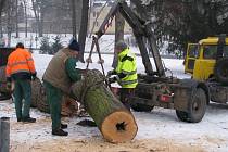 Dělníci začali kácet stromy ve Smetanových sadech v Šumperku.