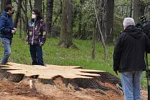 Pokácený dub, který přes tři století rostl nad Krnovem