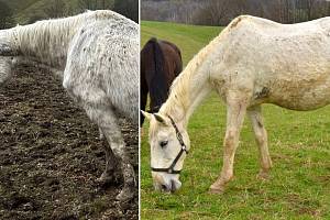 Vlevo koně v Ludvíkově - 9. března 2024. Vpravo v dočasné péči v Šumperku - 21. března 2024
