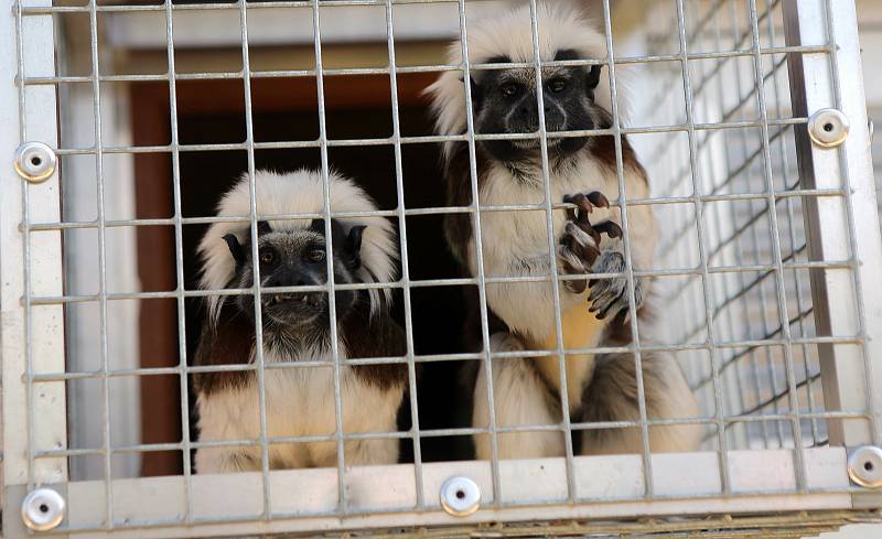 Fauna park Lipová lázně. 21. května 2020