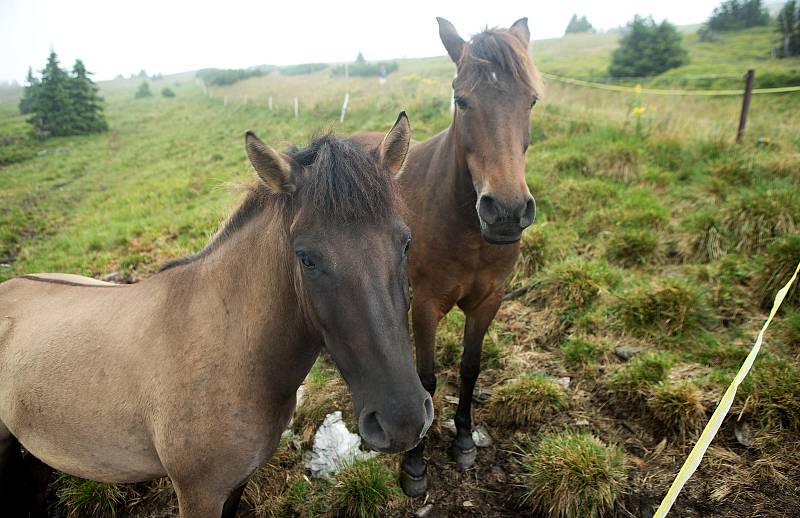 Na Praděd se po více jak 70-ti letech vrací pastva skotu, letos přibyli i nenároční huculští koně.