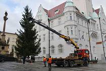 Instalace vánočního stromu u radnice v Šumperku. 21. 11. 2023