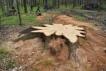 Pokácený dub, který přes tři století rostl nad Krnovem