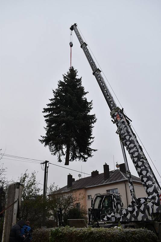 Kácení vánočního stromu v Postřelmově pro Olomouc - 22. 11. 2020