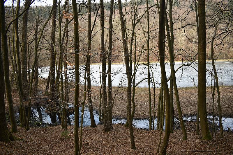 Bledule mezi Hoštejnem a Drozdovskou Pilou. 27. března 2021