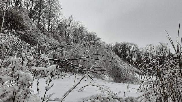 Ledová kalamita v Zálesí u Javorníka v úterý 31. ledna 2023.