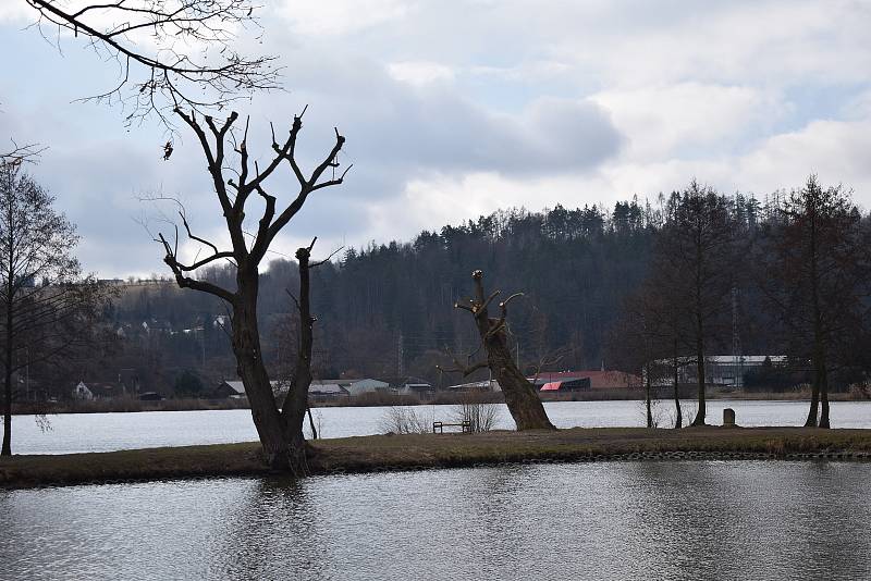 Vrba náhrobní na hrázi zábřežského rybníku Oborník po sesazení koruny.