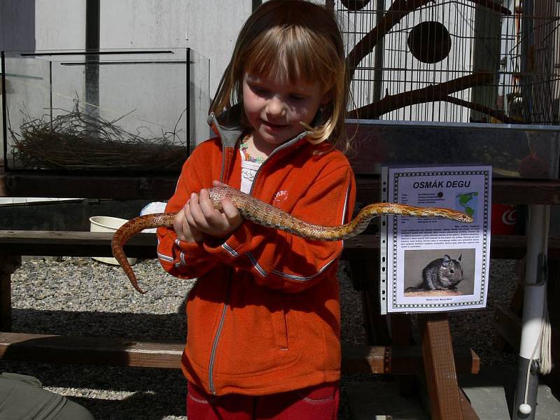 Exotickou havěť ze svých terárií předvedl v Zemědělském skanzenu v Rapotíně šumperský chovatel Marcel Minář