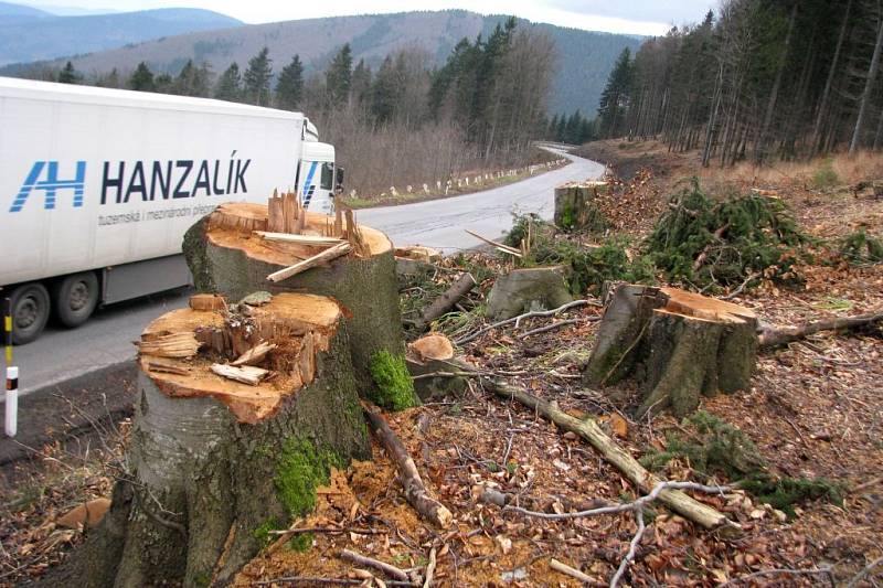 Dřevorubci vykáceli podél silnice na jižní straně Červenohorského sedla kvůli její rekonstrukci několik tisíc stromů.