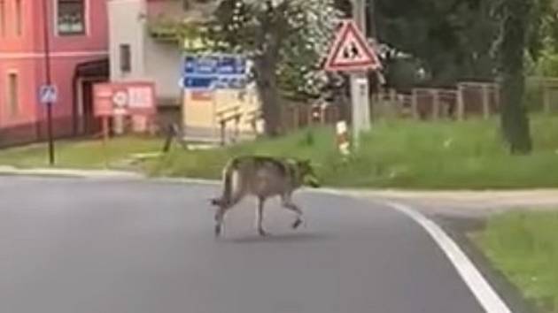 Snímek vlka před obcí Vlčice v Rychlebských horách.