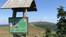 Petrovy kameny v národní přírodní rezervaci Praděd. 12.srpna 2020