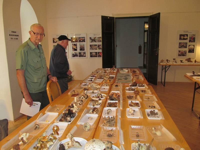 Výstava hub začala v šumperském muzeu.