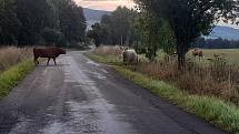 Uprchlé stádo krav u silnice mezi Rejcharticemi a Rapotínem. 21. září 2022