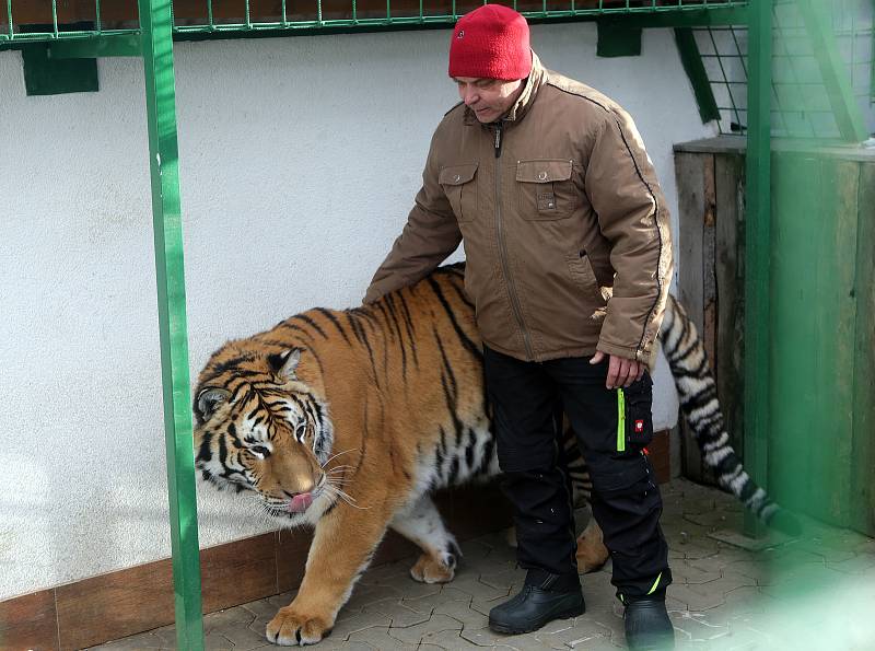 Nevěsta pro Diega. Novým přírůstkem Faunaparku v Lipové-lázních je kotě samička tygra ussurijského.