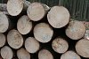 Z lesa na Třebíčsku zmizelo dřevo za desítky tisíc