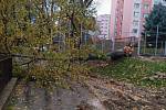 Do oken jednoho z panelových domů na Bludovské ulici v Šumperku se v neděli v 8 hodin ráno převrátil tento vzrostlý strom.