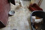 Inspektoři Státní veterinární správy objevili v Rapotíně množírnu psů.