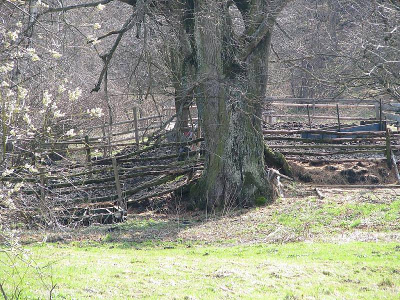 V této ohrádce chovatel drží několik kusů krav. Když má dobytek hlad, vydá za obživou a vodou do vsi