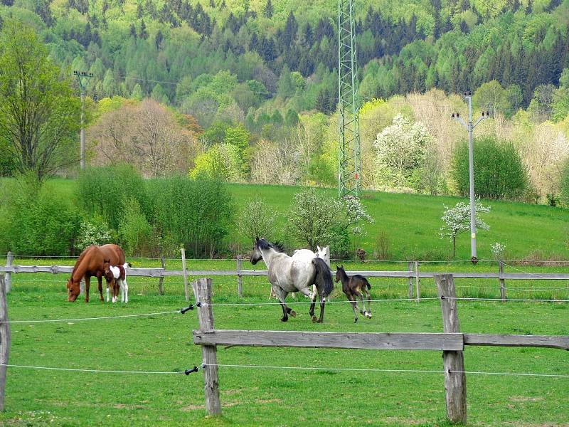 Jeseníky, fauna a flóra.